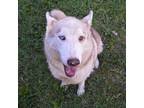 JUNEAU Husky Adult Female