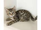 Perry Domestic Shorthair Kitten Male