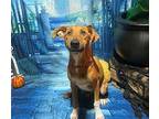 Danner Redbone Coonhound Adult Male