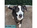 Athena Border Collie Adult Female