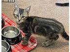 Tiger Lily Domestic Shorthair Kitten Female