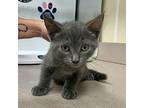 Potato Domestic Shorthair Kitten Male