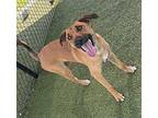 Rhett Hound (Unknown Type) Young Male