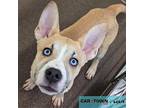 Icarus Puppy Male