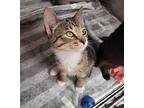 Lucius Domestic Shorthair Kitten Male