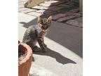 Pounce Domestic Shorthair Kitten Male