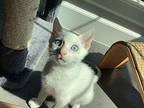 Allamoore Siamese Kitten Male