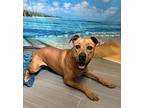 Bella Black Mouth Cur Young Female