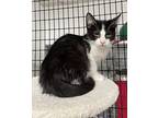 Nono Domestic Shorthair Kitten Male