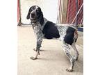 BUFORD Bluetick Coonhound Adult Male