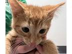 Stream Domestic Shorthair Kitten Male