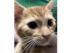 Creek Domestic Shorthair Kitten Male
