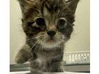 Blueberry Muffin Domestic Shorthair Kitten Female