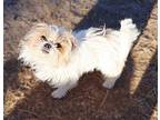 Daphne Yorkie, Yorkshire Terrier Young Female