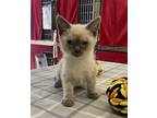 poppy Siamese Kitten Female
