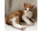 Colt Domestic Shorthair Kitten Male