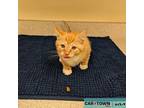 Jordie Domestic Shorthair Kitten Male