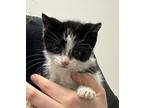 Elphaba Domestic Shorthair Kitten Female