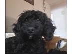 Dylan Poodle (Miniature) Puppy Male