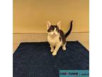 MacAroni Domestic Shorthair Kitten Female