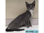 Ducky Domestic Shorthair Kitten Female