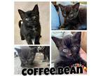 Coffe Bean Domestic Shorthair Kitten Female