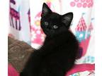 Raven Maine Coon Kitten Female
