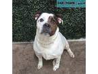 Ralph American Bulldog Adult Male