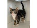 Leon Domestic Shorthair Kitten Male