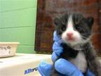 GNOCCHI Domestic Shorthair Kitten Male
