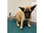Cinderella German Shepherd Dog Puppy Female