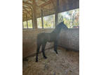 Holsteiner Show Jumping Colt.