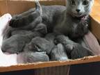 Russian Blue M&F