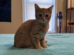 Price Drop On Orange Kitten For Sale