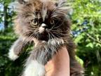 Truman Male Black And White Persian