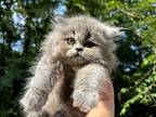 Callie Silver Smoke Persian
