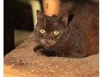 Eve, Domestic Shorthair For Adoption In Winnsboro, South Carolina