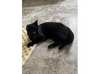 Peeps, Domestic Shorthair For Adoption In Clinton, South Carolina