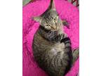 Daisy, Domestic Shorthair For Adoption In Scotland Neck, North Carolina