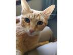 Molly Kitkat Weasley, Domestic Shorthair For Adoption In Pena Blanca, New Mexico