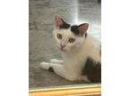 Louisa, Domestic Shorthair For Adoption In Clinton, South Carolina