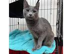 Skeeter, Russian Blue For Adoption In Seagoville, Texas