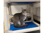 Tamale', Domestic Shorthair For Adoption In Clinton, South Carolina