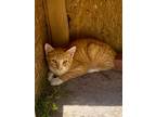 Carrot, Domestic Shorthair For Adoption In Clinton, South Carolina