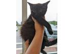 Mustang Sally, Domestic Shorthair For Adoption In Manteo, North Carolina
