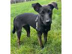 Piper Marie, Terrier (unknown Type, Medium) For Adoption In Cuba, New York