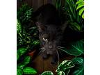Ike, American Shorthair For Adoption In West Palm Beach, Florida