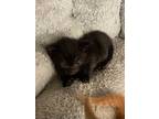 Bumblebee, Domestic Shorthair For Adoption In Clinton, South Carolina