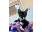 Obi-wan, Domestic Shorthair For Adoption In Clinton, South Carolina