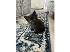 Patch, Domestic Shorthair For Adoption In Clinton, South Carolina